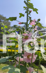 Read more about the article Alcea rosea L.