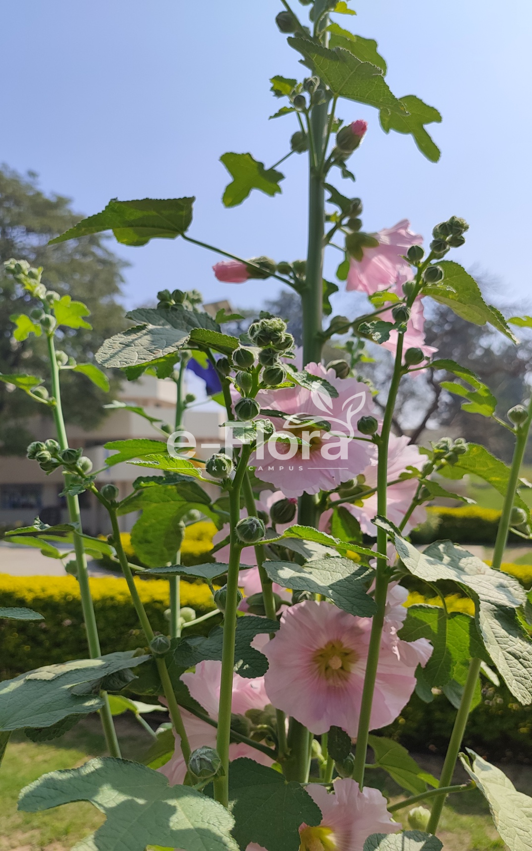 You are currently viewing Alcea rosea L.