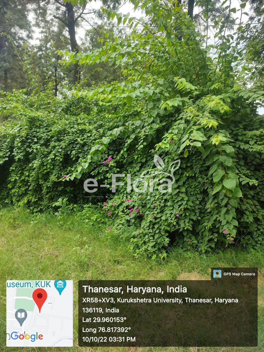 You are currently viewing  Bougainvillea spectabilis Willd.