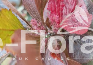 Read more about the article Acalypha wilkesiana Müll. Arg.