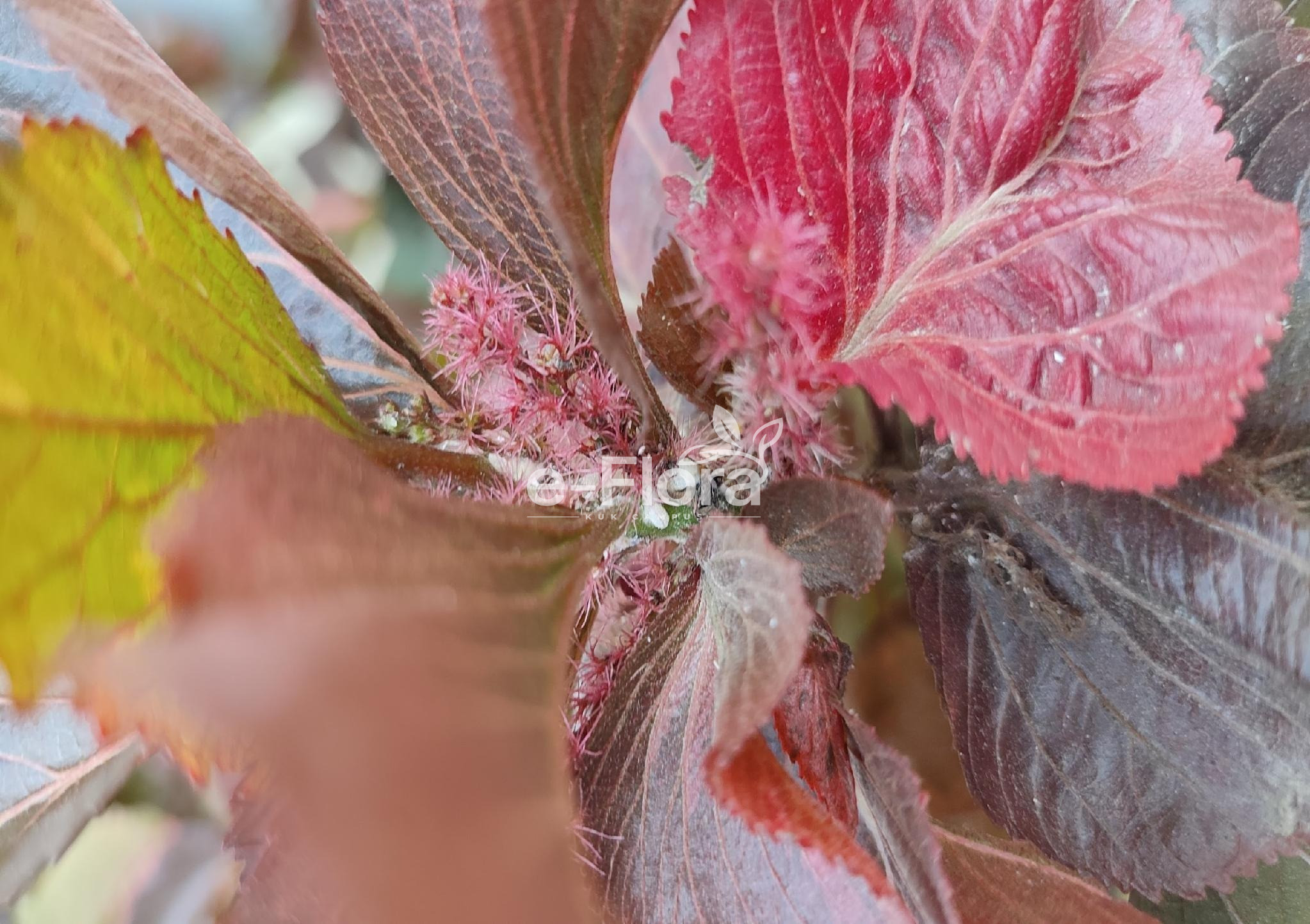 You are currently viewing Acalypha wilkesiana Müll. Arg.