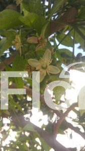 Read more about the article Aegle marmelos (L.) Correa
