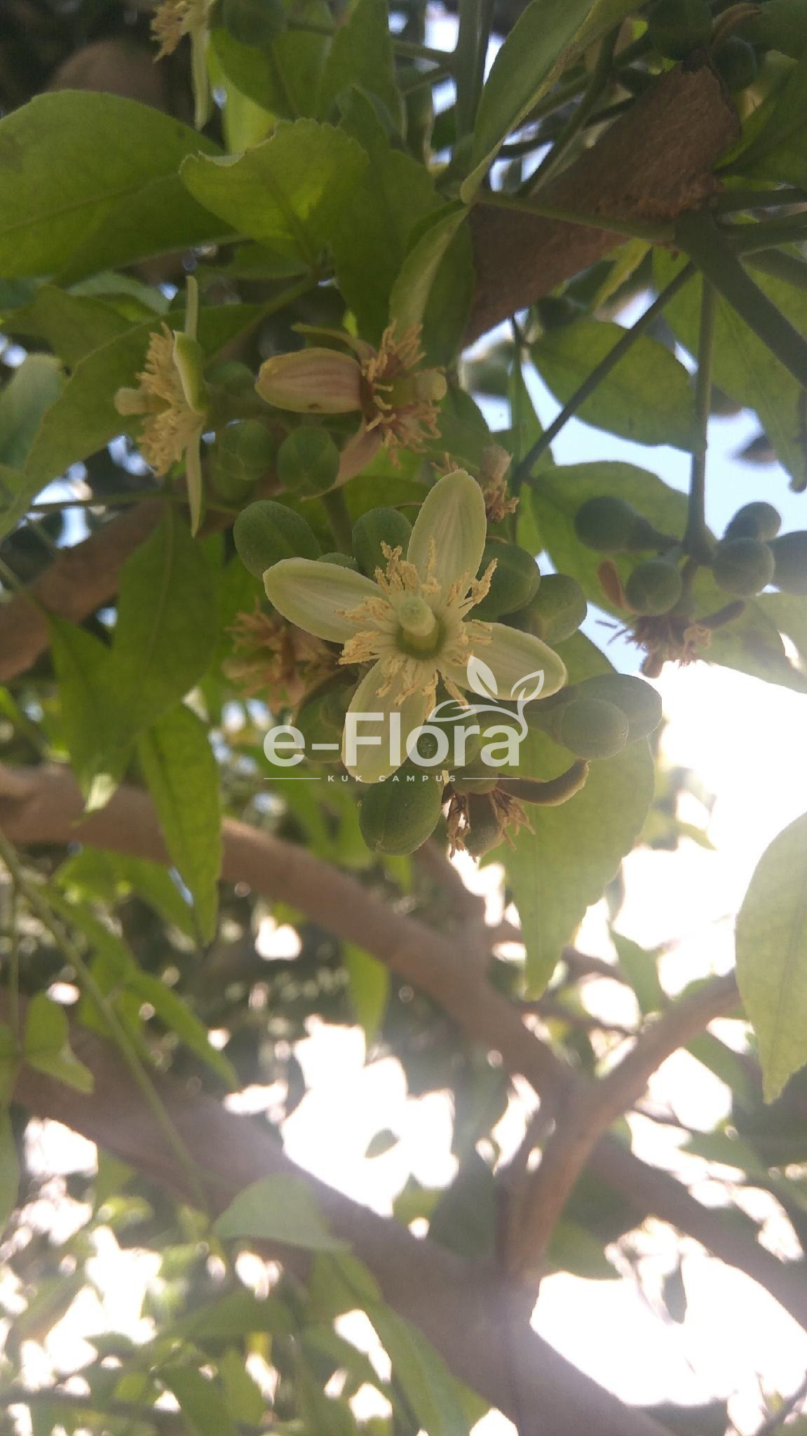 You are currently viewing Aegle marmelos (L.) Correa