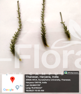 Read more about the article Achyranthes aspera L.