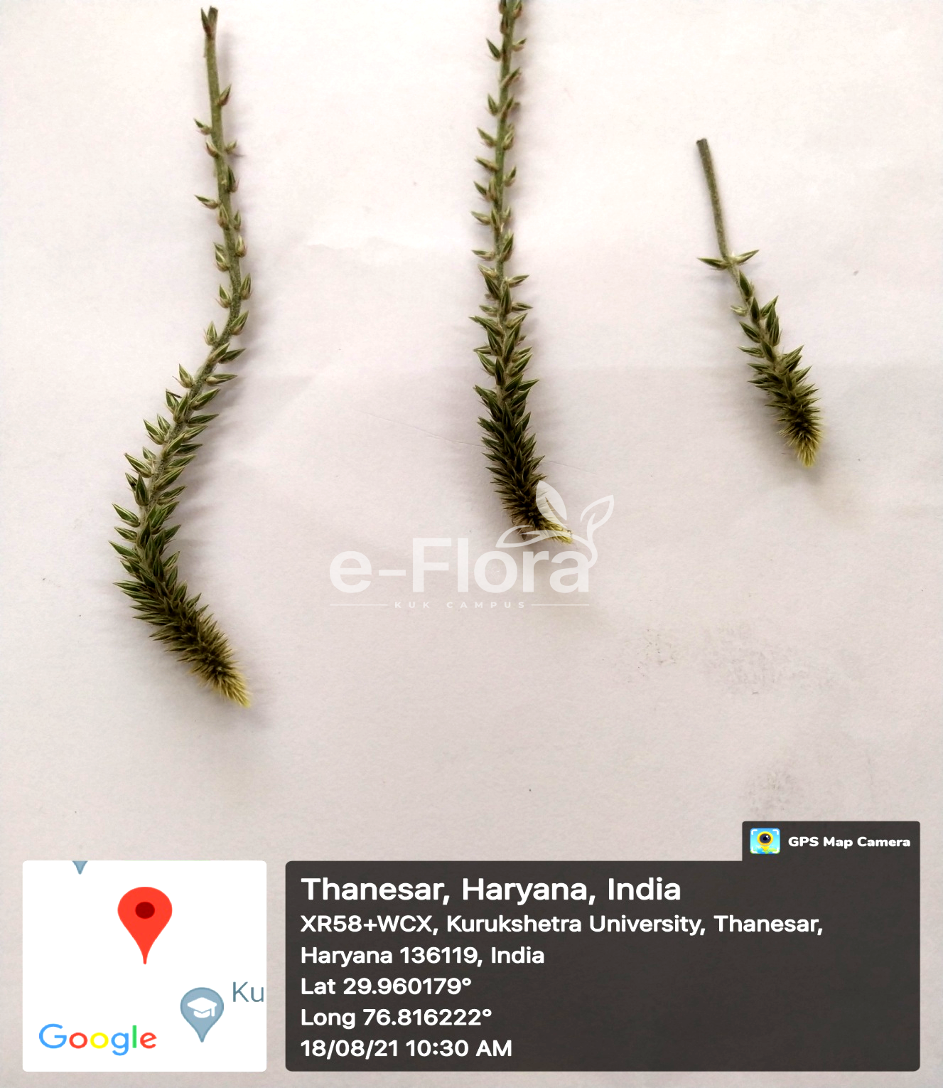 You are currently viewing Achyranthes aspera L.