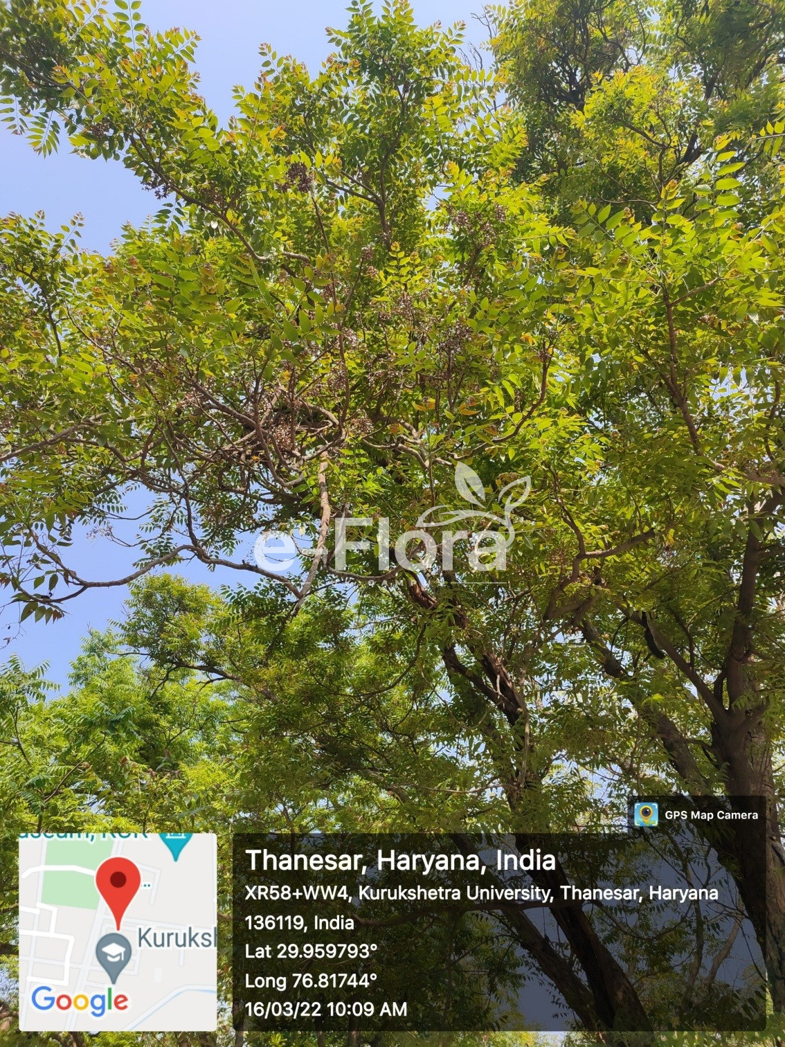 You are currently viewing Ailanthus excelsa Roxb.