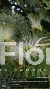 Read more about the article Albizia lebbeck (L.) Benth.