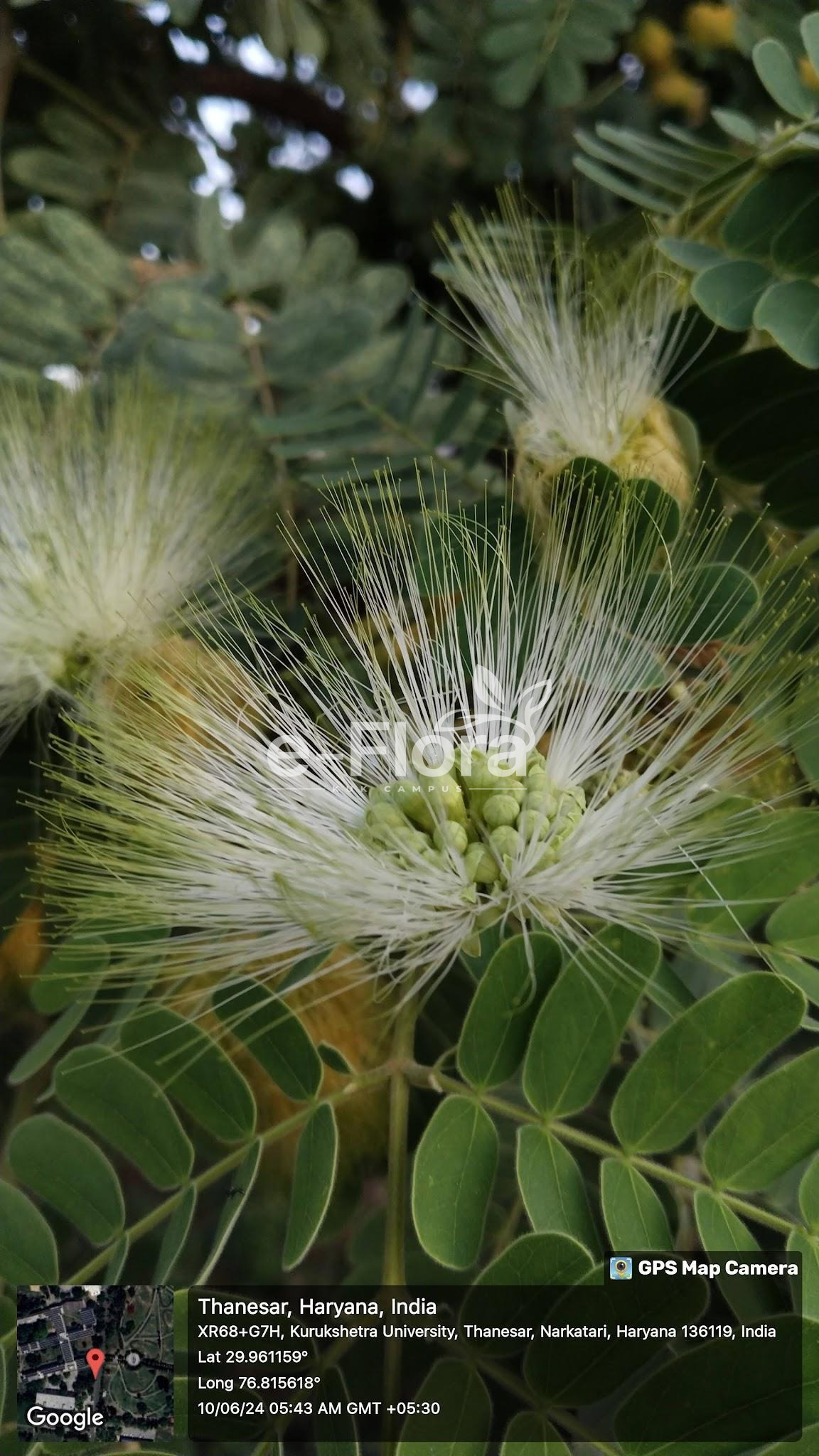 You are currently viewing Albizia lebbeck (L.) Benth.
