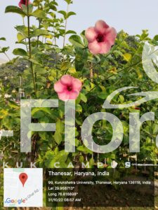 Read more about the article Allamanda blanchetii A. DC.