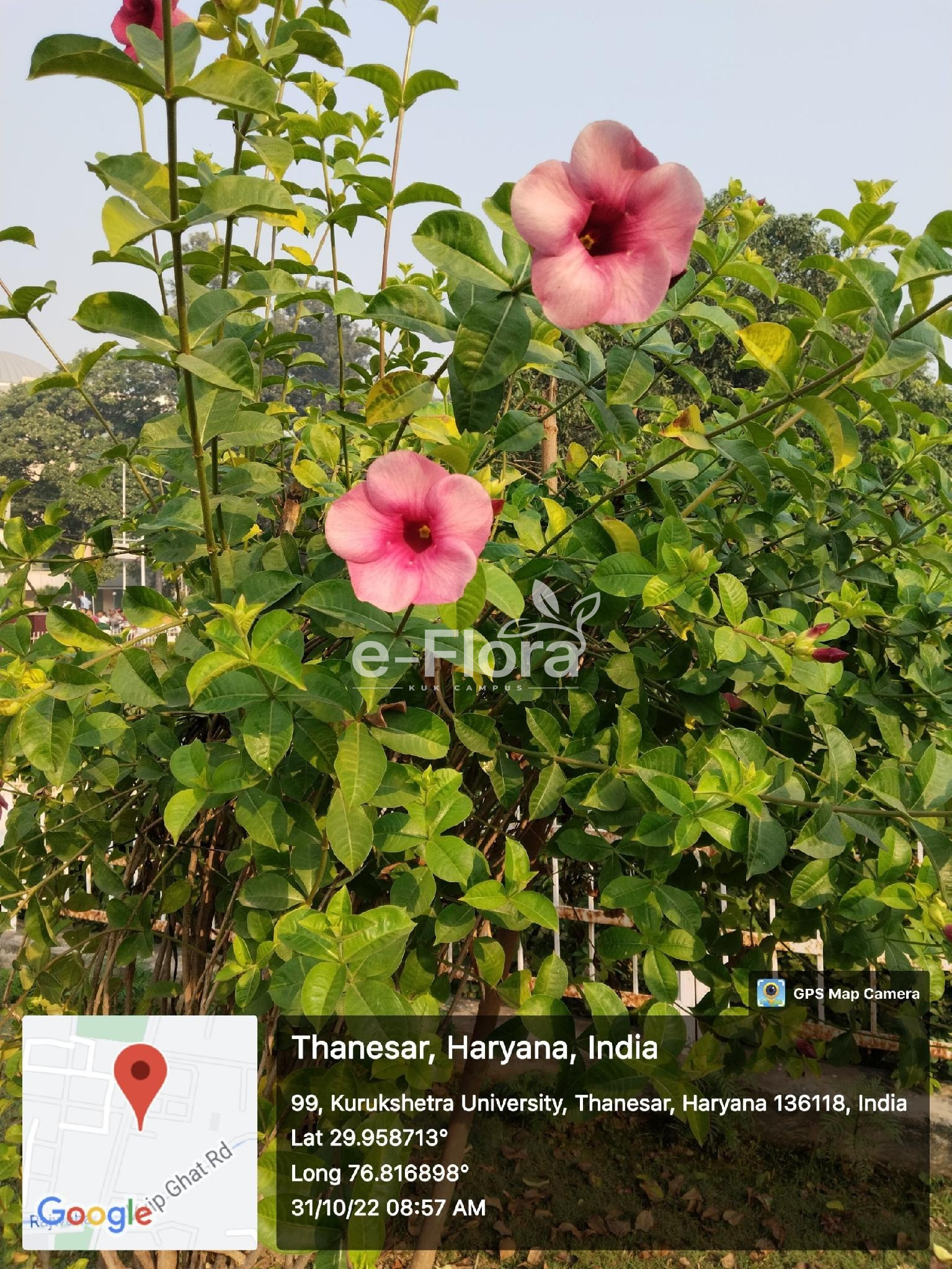 You are currently viewing Allamanda blanchetii A. DC.