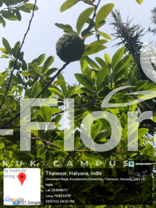 Read more about the article Annona squamosa L.
