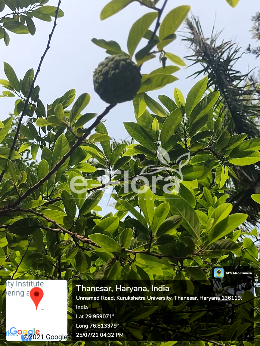 You are currently viewing Annona squamosa L.
