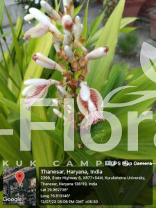 Read more about the article Alpinia zerumbet (Pers.) B.L. Burtt & R.M. Sm.
