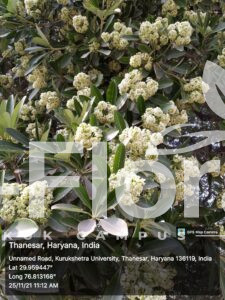 Read more about the article Alstonia scholaris (L.) R.Br.
