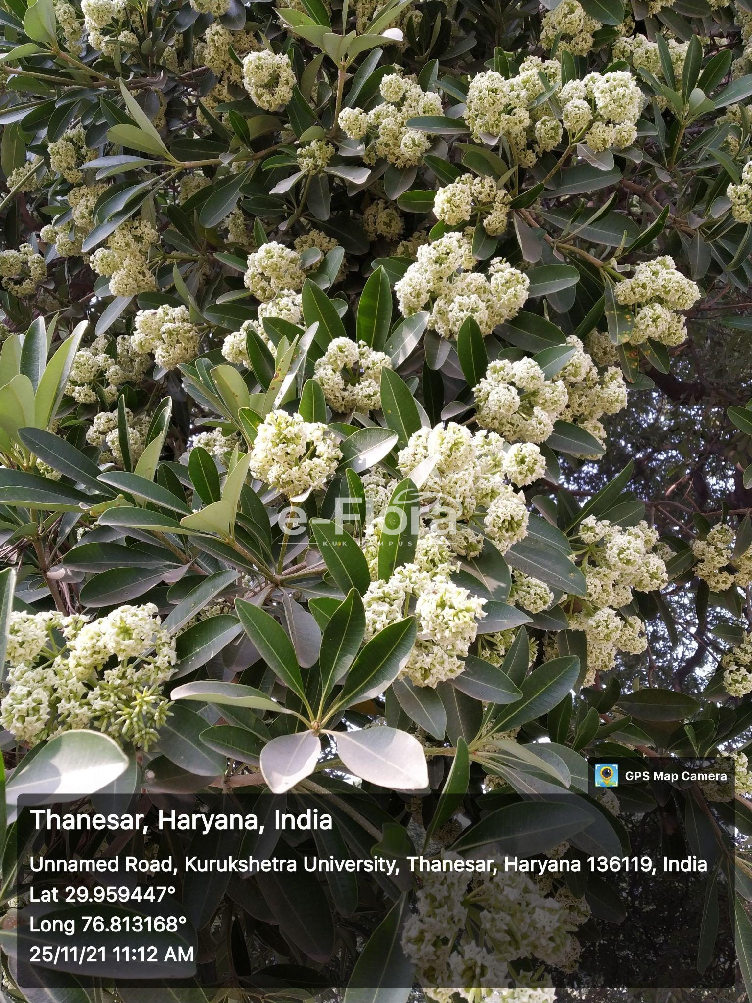You are currently viewing Alstonia scholaris (L.) R.Br.