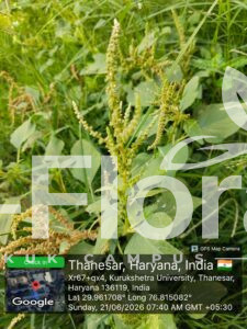 Read more about the article Amaranthus viridis L.