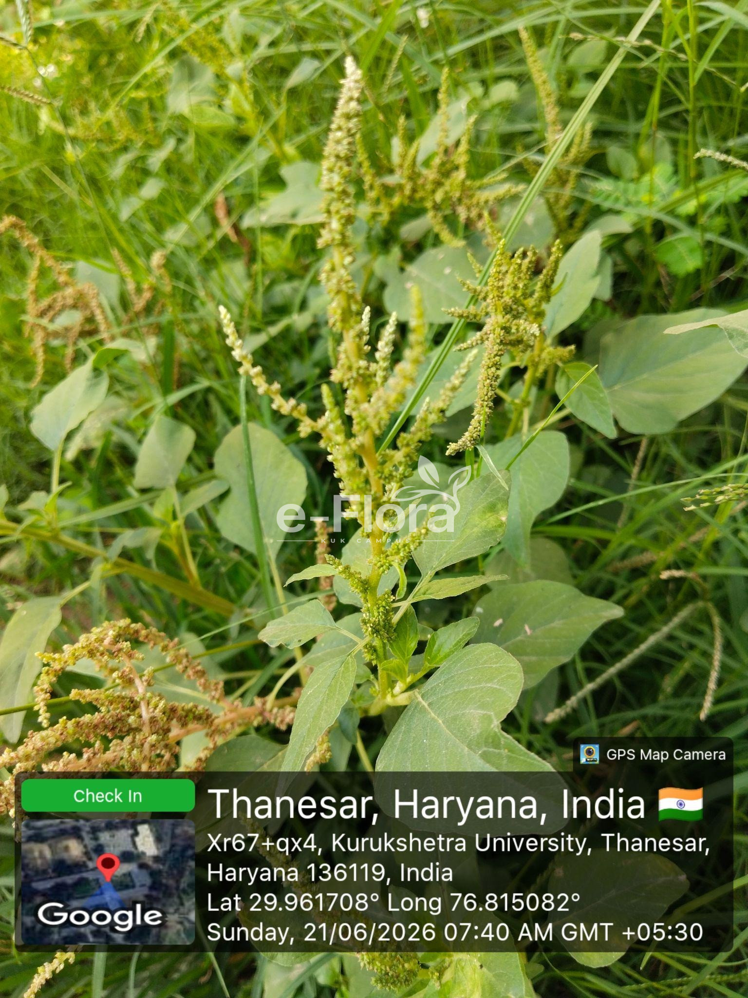 You are currently viewing Amaranthus viridis L.