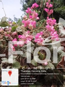 Read more about the article Antigonon leptopus Hook. & Arn.