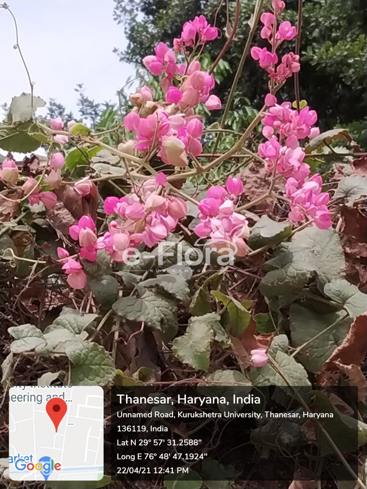 You are currently viewing Antigonon leptopus Hook. & Arn.