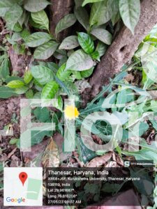 Read more about the article Argemone mexicana L.