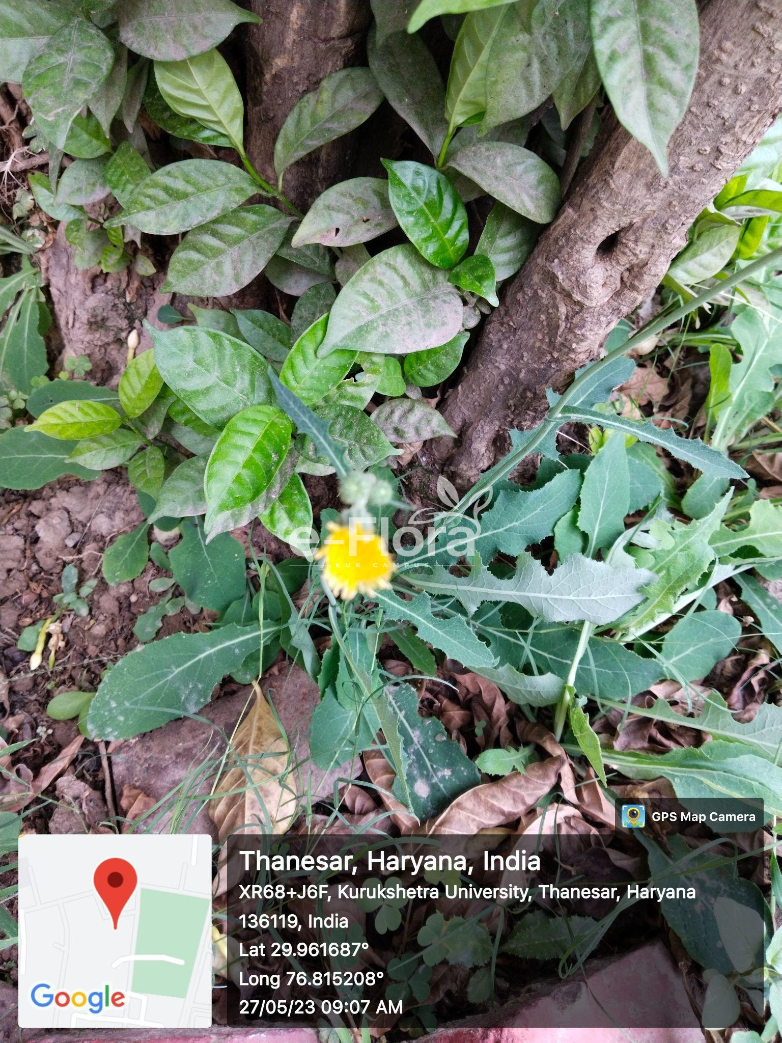 You are currently viewing Argemone mexicana L.