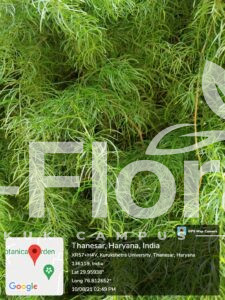 Read more about the article Asparagus racemosus Willd.