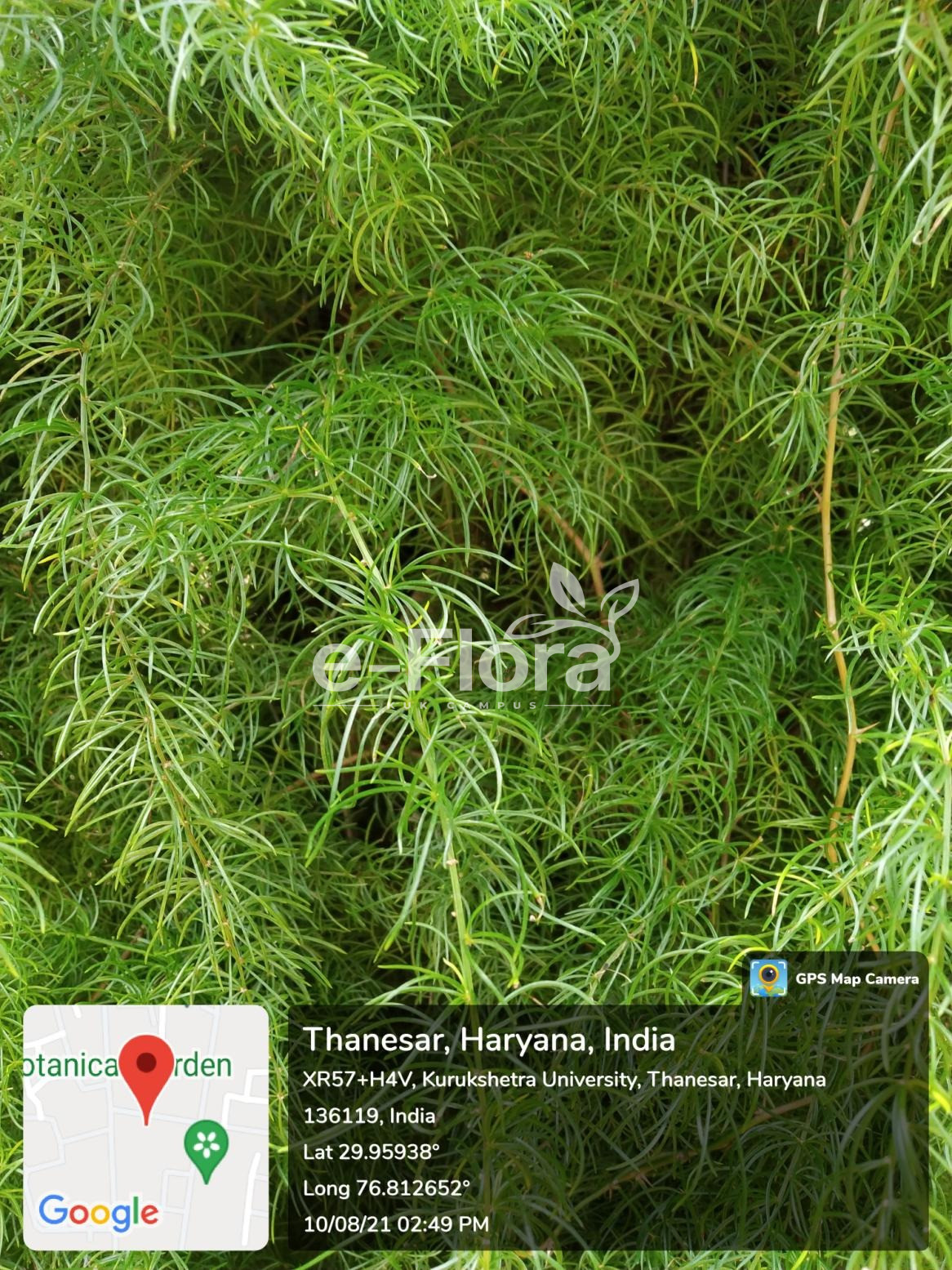 You are currently viewing Asparagus racemosus Willd.