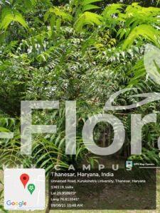 Read more about the article Azadirachta indica A. Juss.
