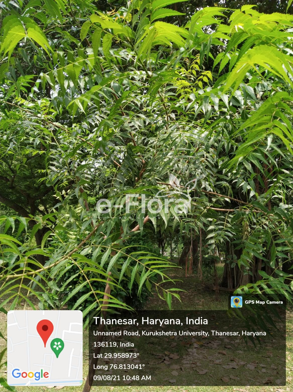 You are currently viewing Azadirachta indica A. Juss.