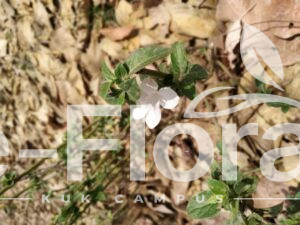 Read more about the article Barleria cristata L.