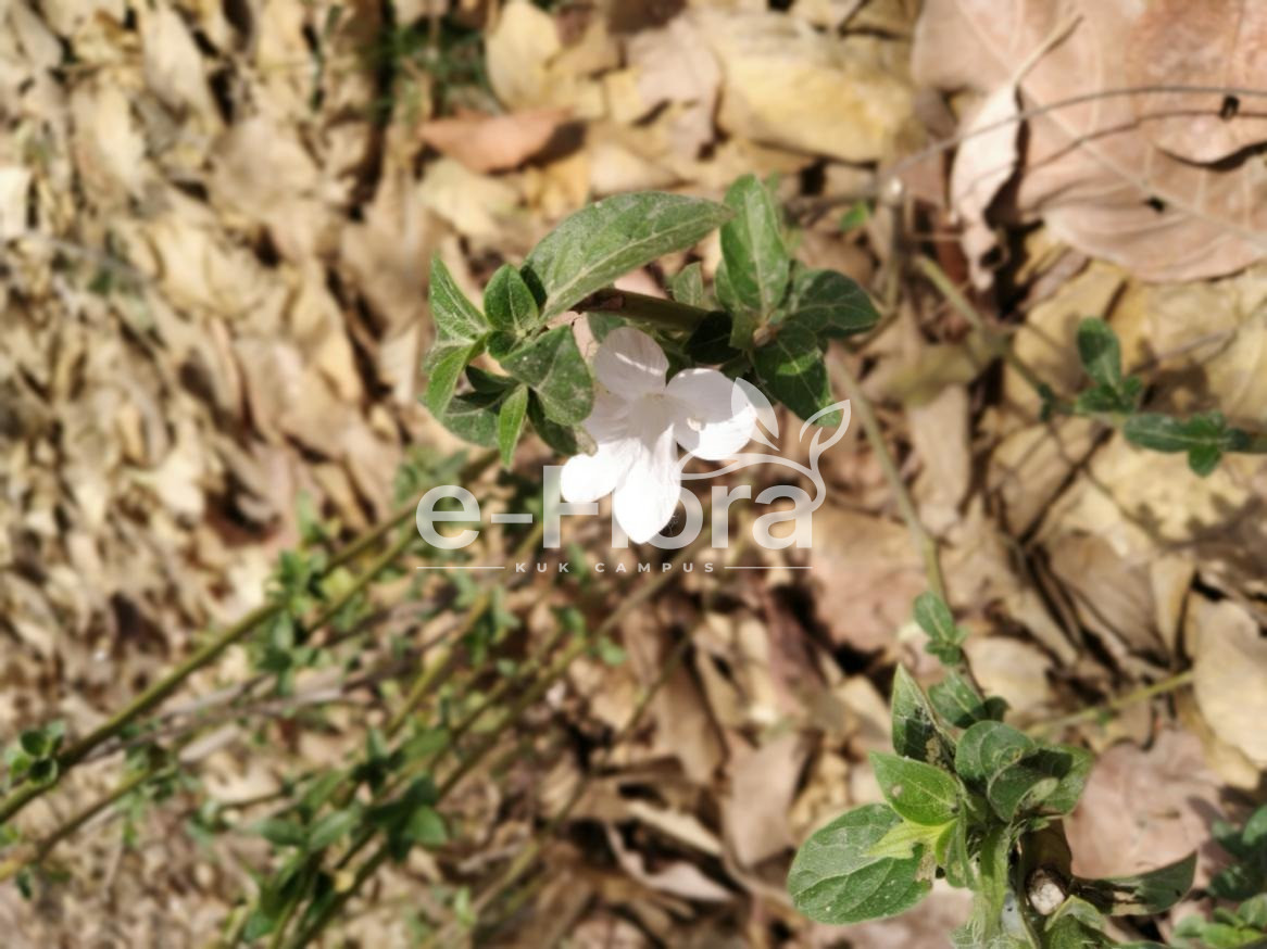 You are currently viewing Barleria cristata L.