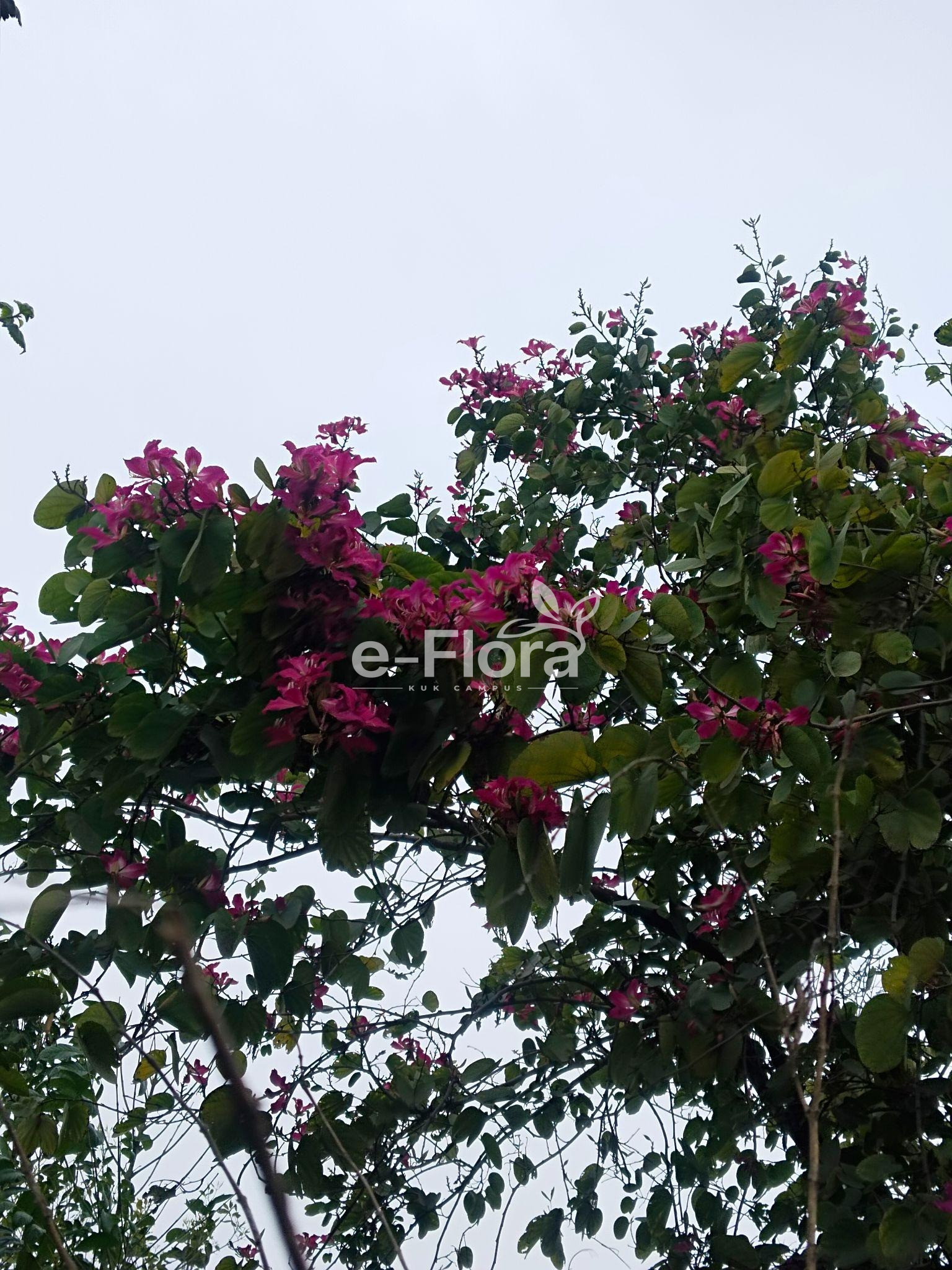 You are currently viewing Bauhinia × blakeana Dunn
