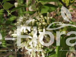 Read more about the article Bergera koenigii L.