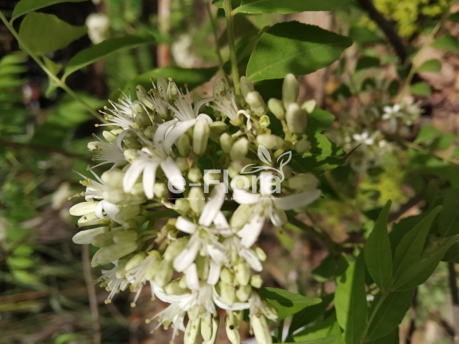 You are currently viewing Bergera koenigii L.