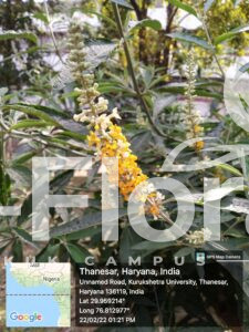 Read more about the article Buddleja madagascariensis Lam. 