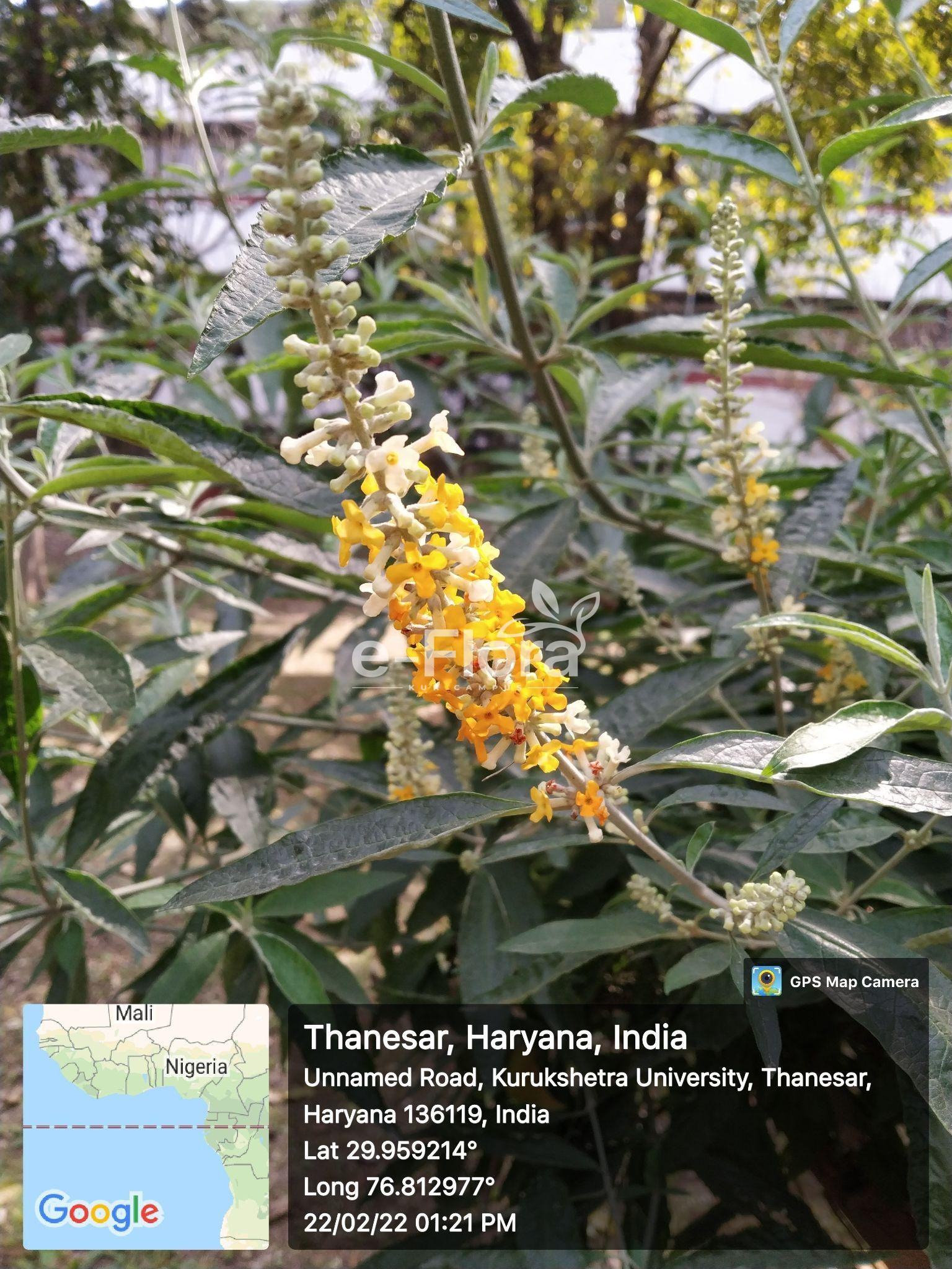 You are currently viewing Buddleja madagascariensis Lam. 