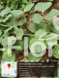 Read more about the article Butea monosperma (Lam.) Kuntze