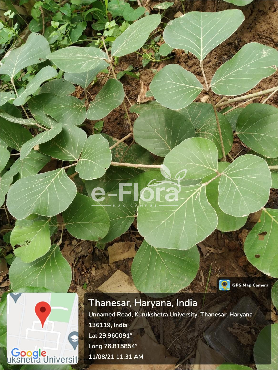 You are currently viewing Butea monosperma (Lam.) Kuntze