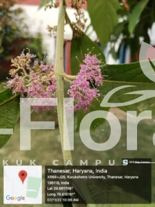 Read more about the article Callicarpa macrophylla Vahl.