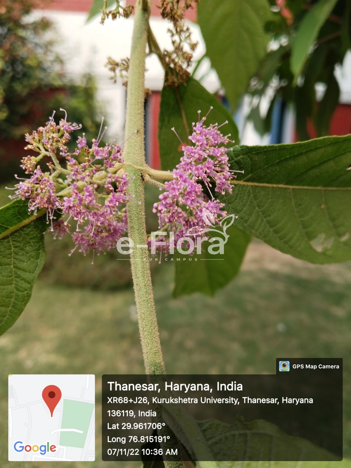 You are currently viewing Callicarpa macrophylla Vahl.