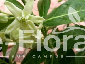 Read more about the article Calotropis gigantea (L.) 