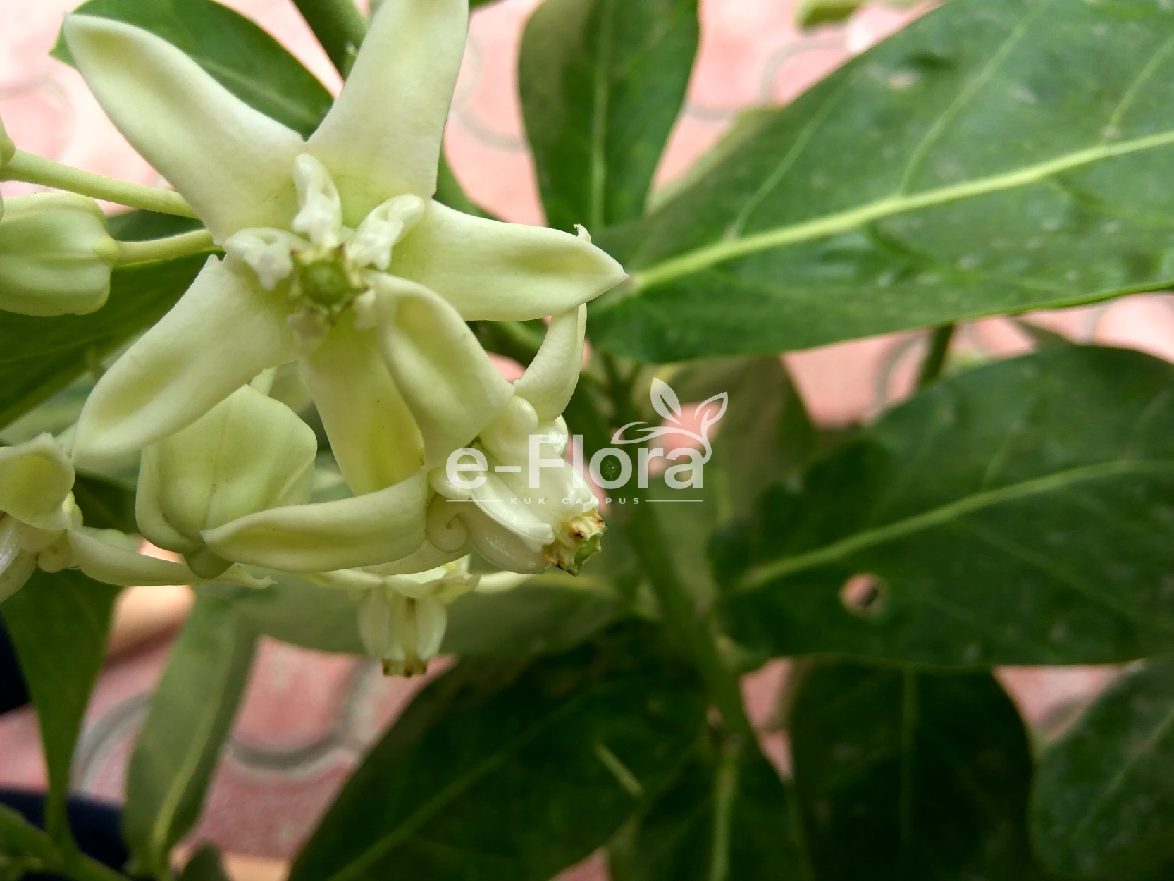You are currently viewing Calotropis gigantea (L.) 