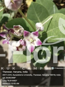 Read more about the article Calotropis procera (Aiton) W.T. Aiton
