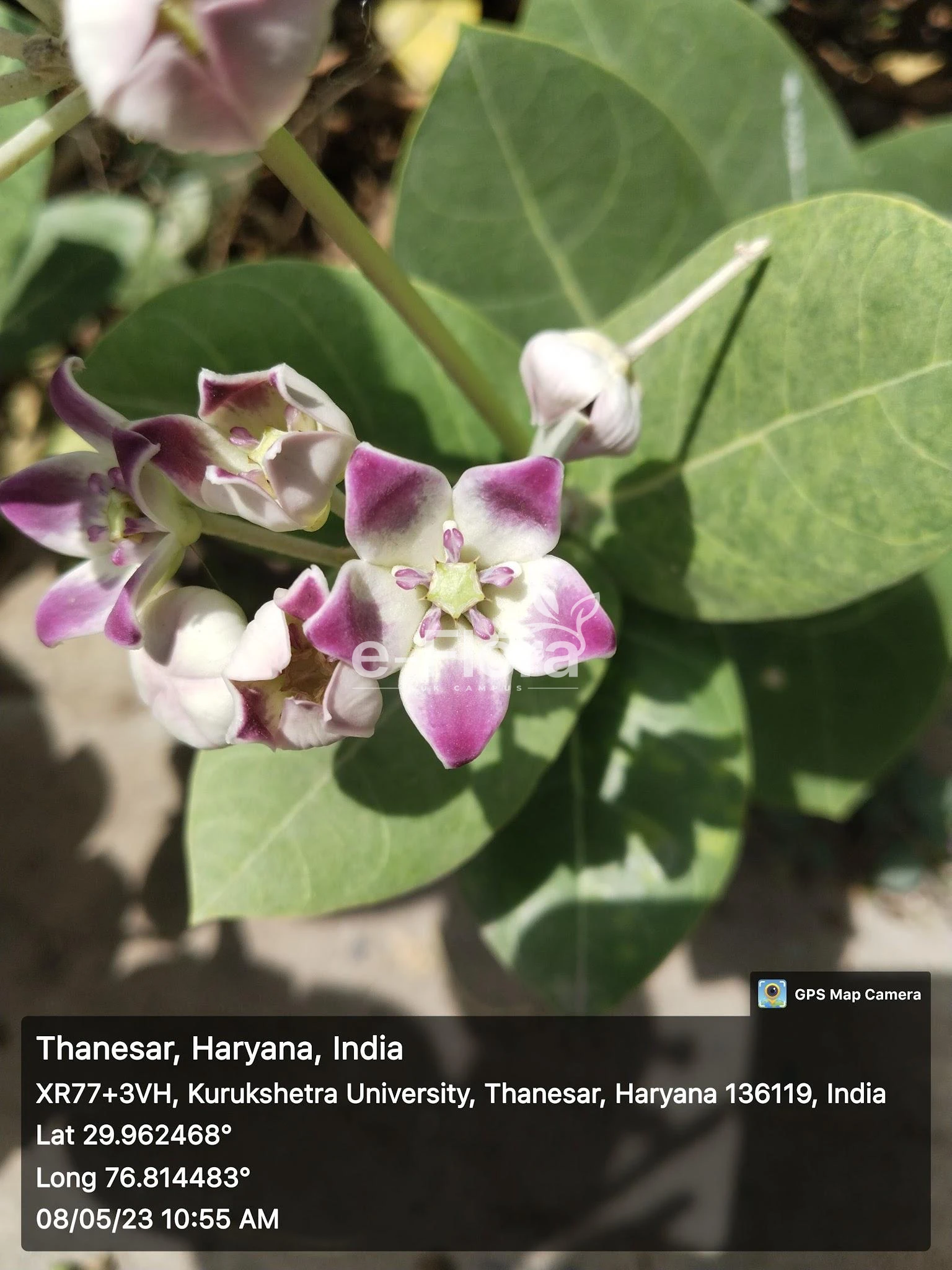 You are currently viewing Calotropis procera (Aiton) W.T. Aiton