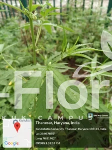 Read more about the article Cannabis sativa L.