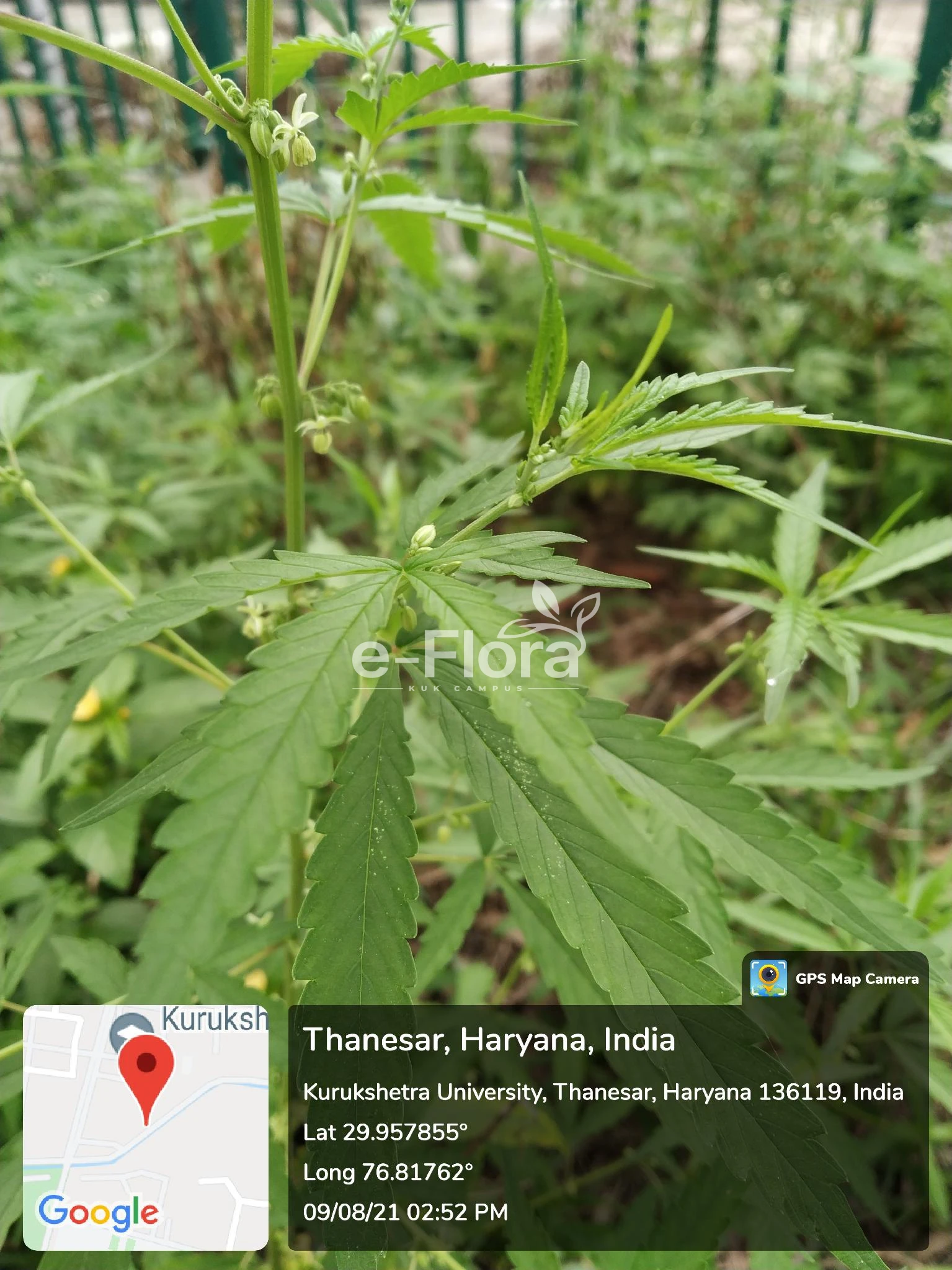 You are currently viewing Cannabis sativa L.