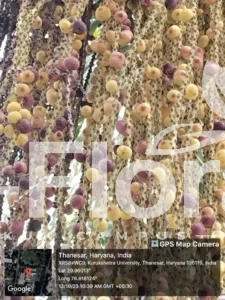 Read more about the article Caryota urens L.