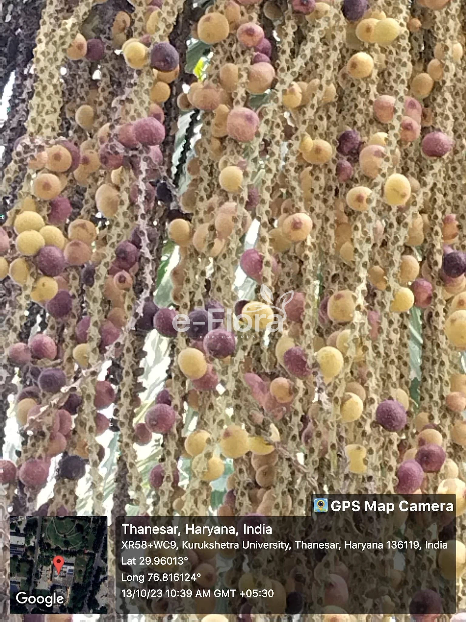 You are currently viewing Caryota urens L.