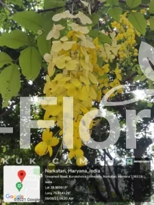 Read more about the article Cassia fistula L.