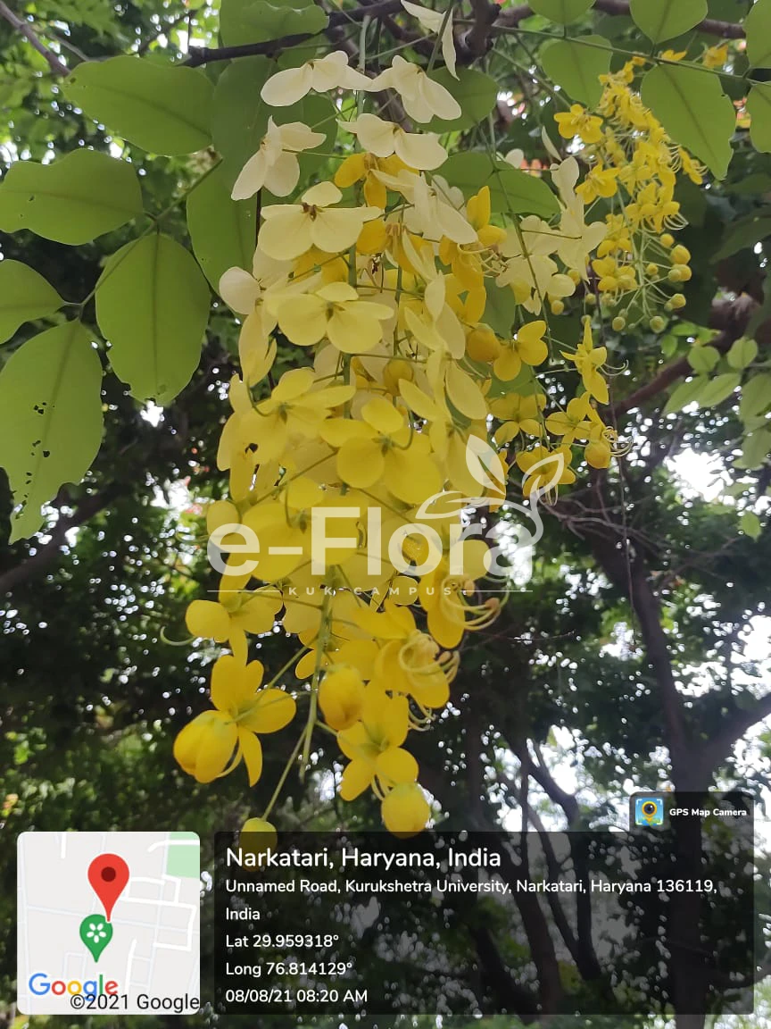You are currently viewing Cassia fistula L.